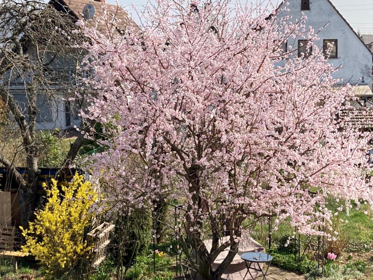 Terrassenwohnung Neustadt an der Weinstraße 외부 사진